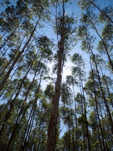 Ucalyptus Trees