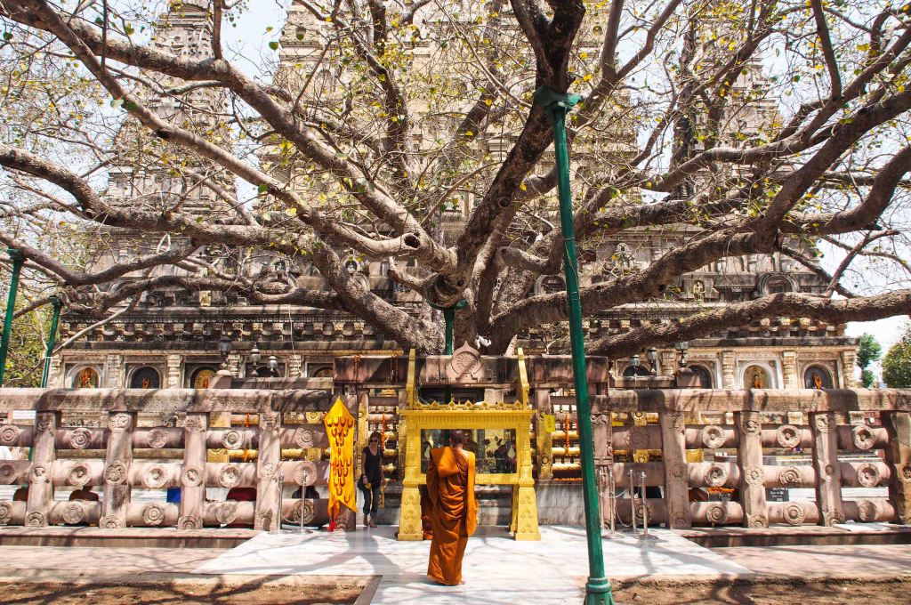 This tree is thought to be a direct decendant of the actual Bodhi tree that Buddha was sitting under when he achieved enlightenment. 