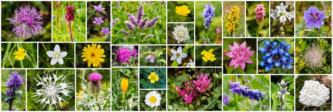Collection of the photos we took of all the different wildflowers we saw along the way